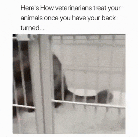 How vet treat your animals when you turn your back in WaitForIt gifs