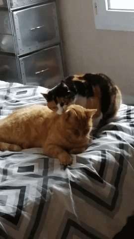 Calico Cat Bites Ginger Cat's Ear then Fight Funny