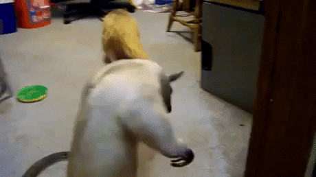 Anteater hit and run in funny gifs