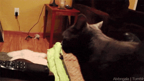 A cat saying what gif