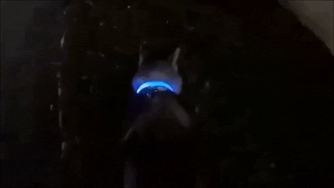 SafePup LED Dog Collar