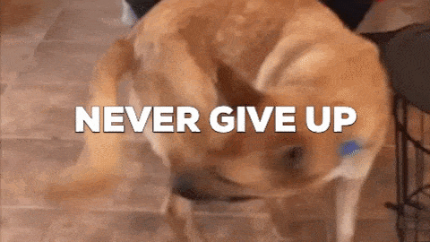 https://media.giphy.com/media/MdpSuAccvSeR3VjUrS/giphy-downsized.gif