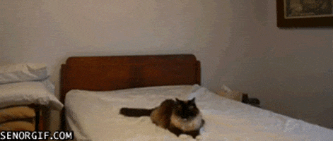 Image result for cat boop gif