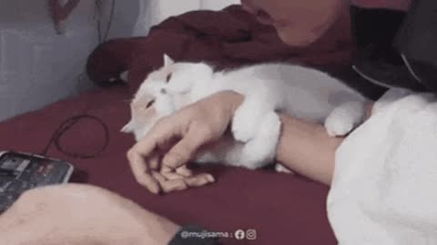 Playing with catto
