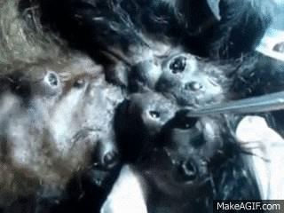 Bot Fly Removal GIFs - Find & Share on GIPHY