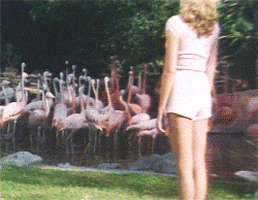 Priscilla Barnes GIFs - Get the best GIF on GIPHY