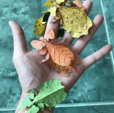 Leaf Insect in funny gifs