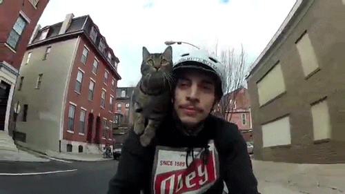 Animated GIF of cyclist with helmet and cat on shoulder biking down an urban street