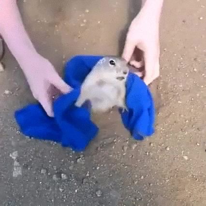 Hole Gopher GIF - Find & Share on GIPHY