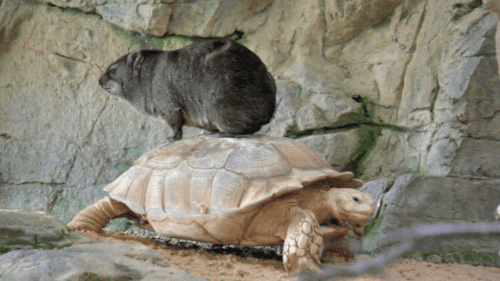 Turtle Tortoise GIF - Find & Share on GIPHY