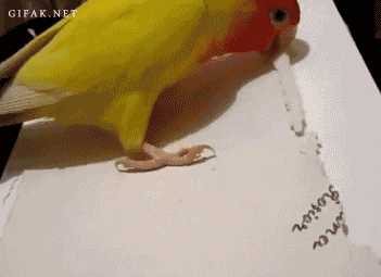 Parrot GIF - Find & Share on GIPHY