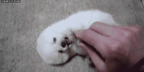 White Puppy GIFs Find & Share on GIPHY