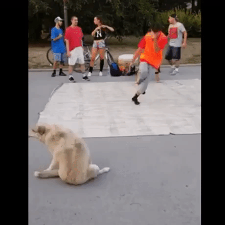Dog Breakdance in animals gifs