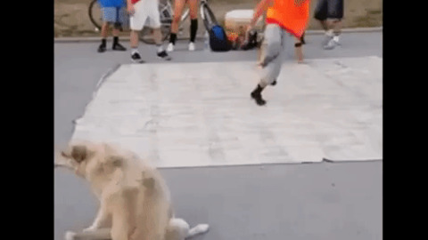 Dog Breakdance