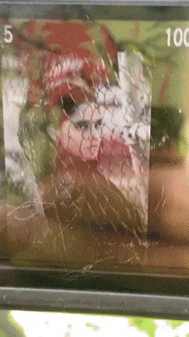 giphy-downsized-large.gif
