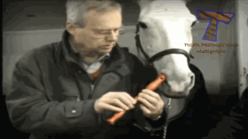 Horses Horsepower GIF by Cheezburger - Find & Share on GIPHY