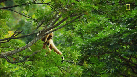 Nat Geo Monkey GIF by National Geographic Channel - Find & Share ...