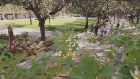 Florida State University College GIF - Find & Share on GIPHY
