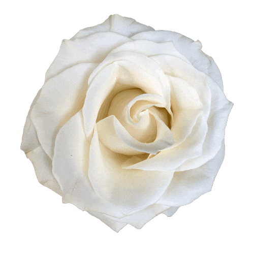 White Rose Love Sticker for iOS & Android GIPHY