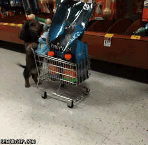 Puppy Shopper GIF - Find & Share on GIPHY