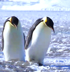 Penguins GIFs - Find & Share on GIPHY