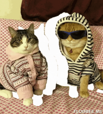 Cool catto in gifgame gifs