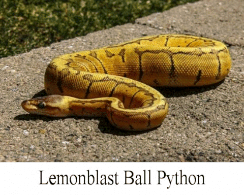 anaconda python 3.7 download