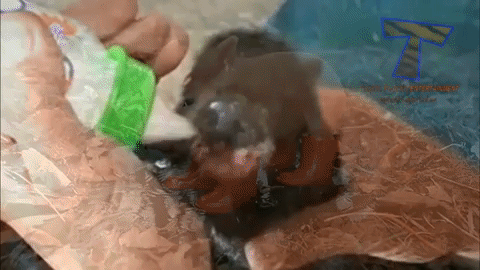 Newborn piglet is a messy eater
