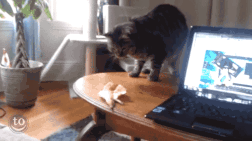 Cat Scaredy GIF - Find & Share on GIPHY