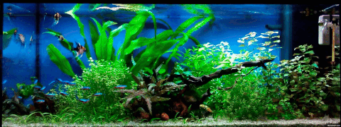 Aquarium GIF - Find & Share on GIPHY
