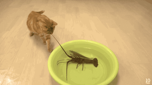lobster jelly cat