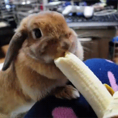 Gif de um coelho comendo uma banana.