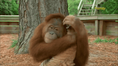 Orangutan GIFs  Find Share on GIPHY