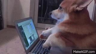 Different shots of a corgi looking like it’s typing on a laptop.
