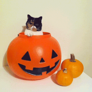  cat halloween pumpkin mustache happy halloween GIF