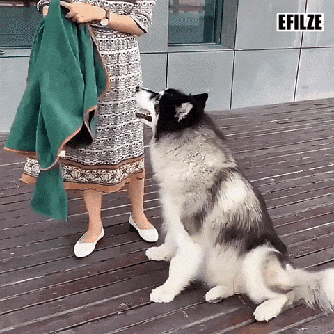 EFILZE | EZ-LIFE - Pet Bathrobe and Towel for drying and warmth