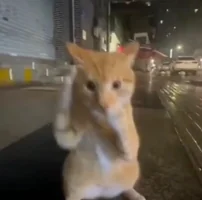ai kitty mma GIF to use in Instagram comments