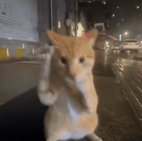 ai kitty mma GIF to use in Instagram comments