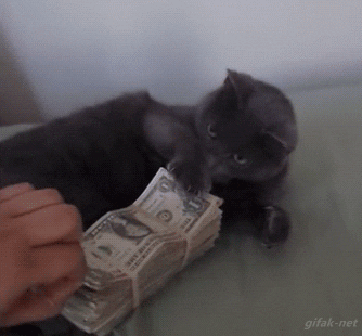 Un gato con un fajo de billetes que no deja que nadie toque