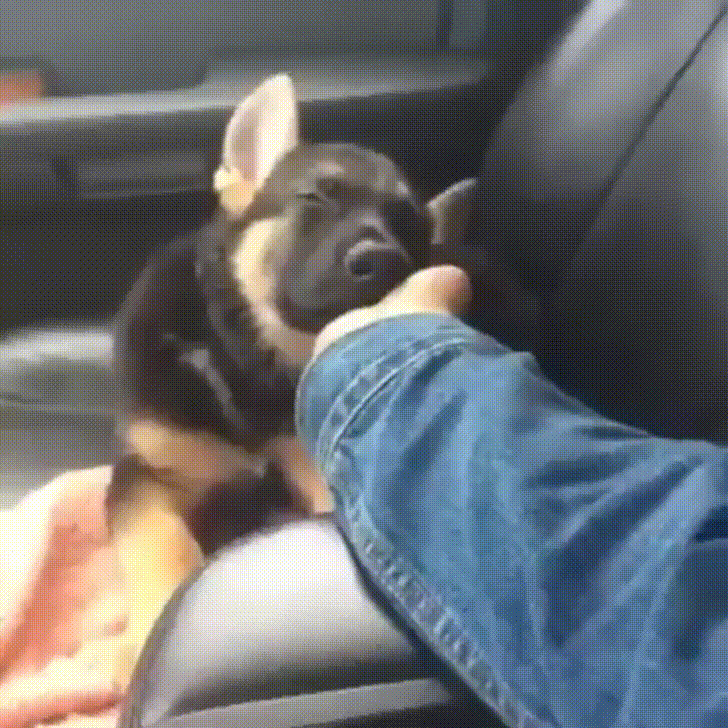 One of the cute German shepherd puppies sleepy