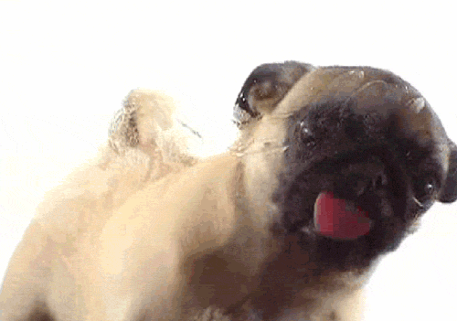 Image result for licking dog gif