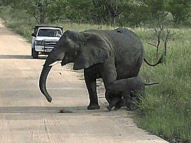 Un éléphant fait traverser son petit !