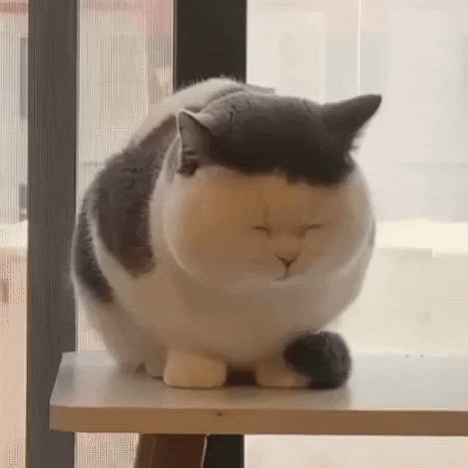 giphy.gif?cid=ecf05e47bb7d7c471a8babc1ec