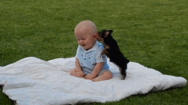 puppy jumping on baby_gif