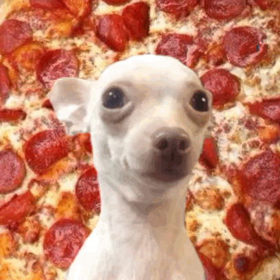 dog food pizza