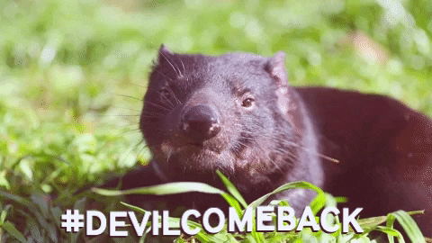 Tasmanian Devil Australia GIF by Global Wildlife Conservation - Find