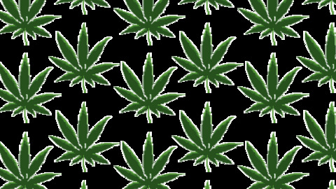 Weed stickers