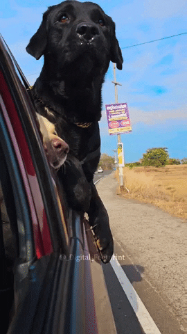 dogs in a moving car with windows down
