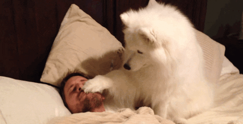 Waking up with! (Gif game!) - Page 12 Giphy
