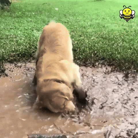 Giphy